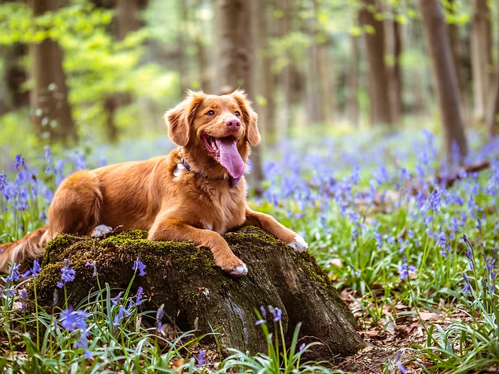 A happy dog laying on a stump in a forest with flowers